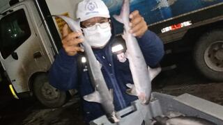 Lambayeque: incautan 230 kilos de tiburón martillo que era comercializado en mercado de Santa Rosa