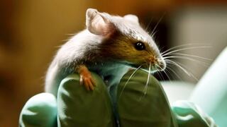 Nicaragua en campaña contra roedores para evitar leptospirosis
