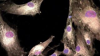 Científicos observan por primera vez la mutación de las células