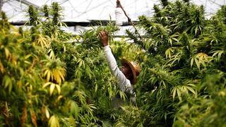 ¿La marihuana medicinal es necesaria en el país? 