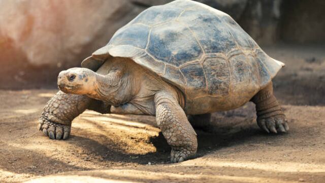 Lo que se sabe del día mundial de las tortugas 2023