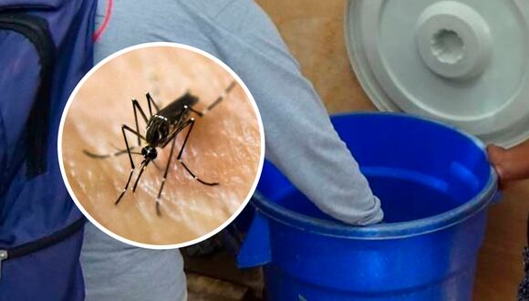 ¿Cómo identificar al mosquito del dengue al momento de almacenar agua por anunciado corte de agua? | Composición: Andina / AFP