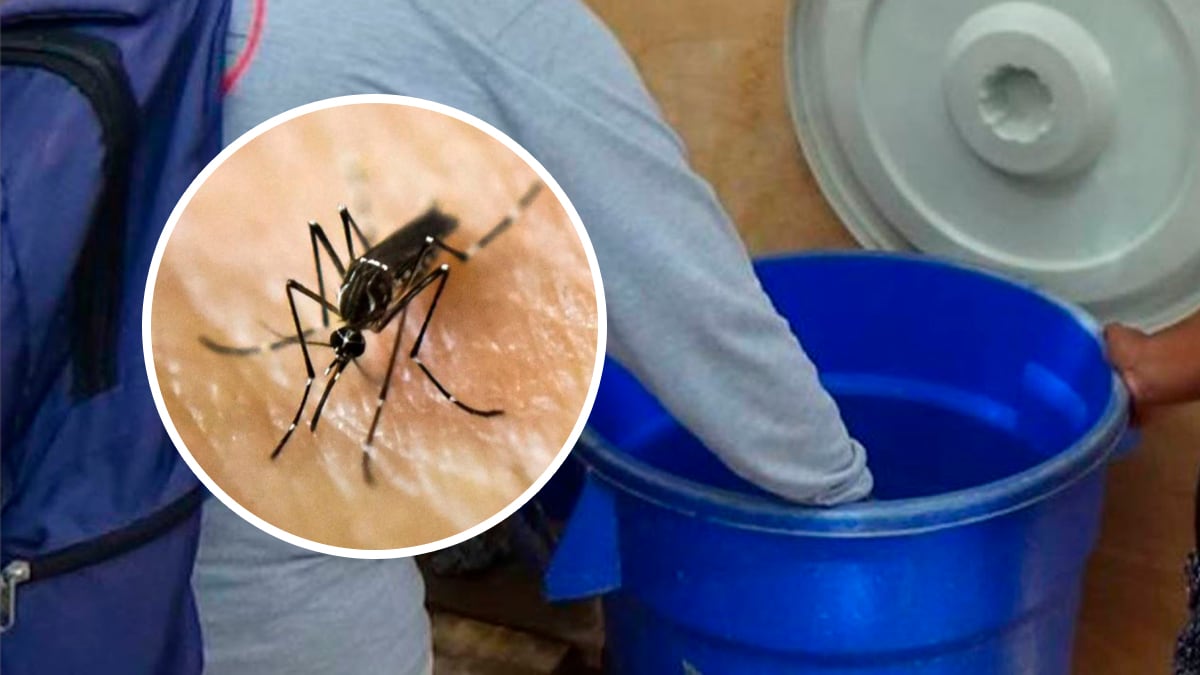 ¿Cómo identificar al mosquito del dengue al momento de almacenar agua por anunciado corte de agua? | Composición: Andina / AFP