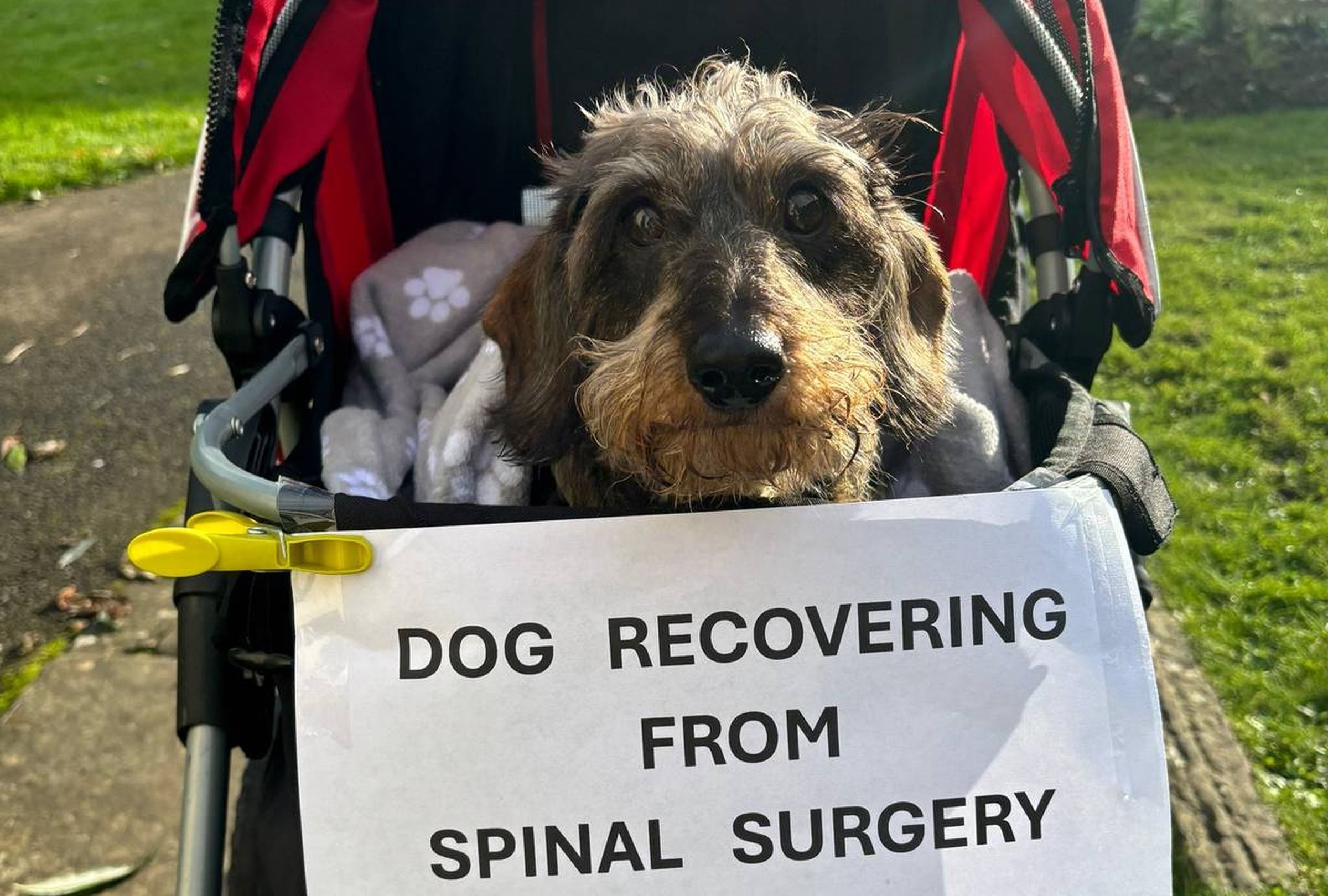 En esta imagen se aprecia al perro de Reino Unido que tiene que usar un cochecito para pasear debido a una cirugía de columna. (Foto: @poochanddoodle / TikTok)