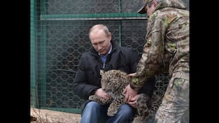 Putin calmó con la mirada a un leopardo que atacó a periodistas