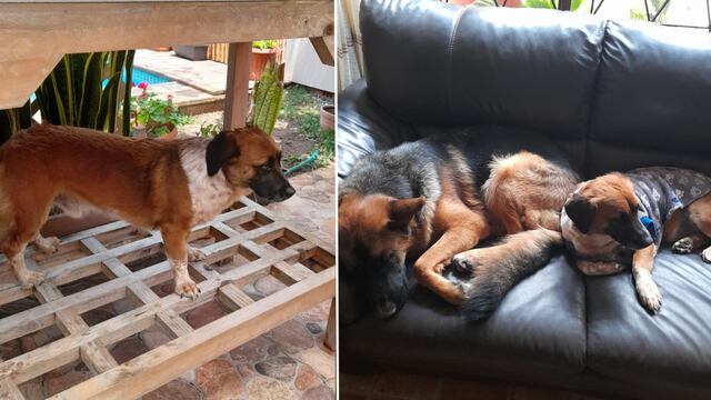 ‘Toffee’, el perrito adoptado que llegó para completar la alegría de una familia