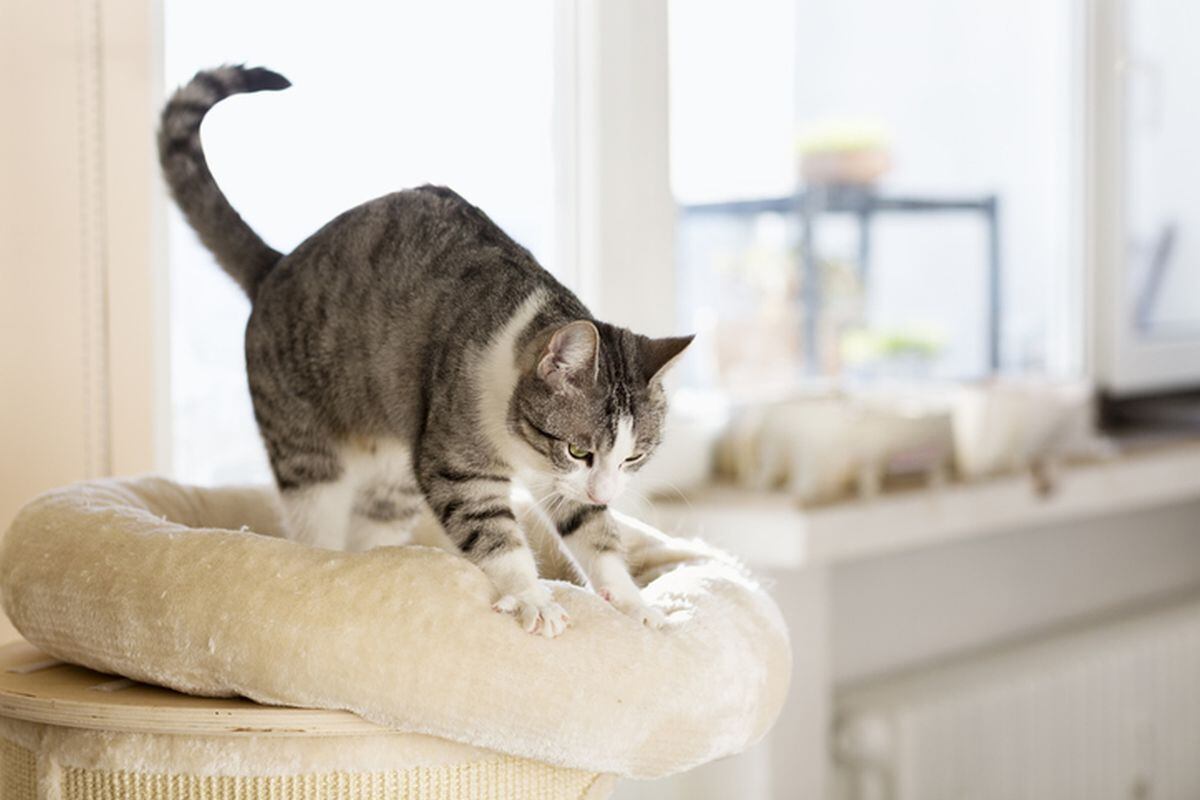 Un gato amasando su cama (Foto: iStock)