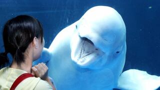 La ballena que "aprendió" a comunicarse como un delfín