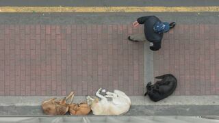 Áncash: realizan segundo censo canino en Chimbote