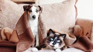 Los mejores consejos que puedes seguir para proteger a tu mascota de los días fríos