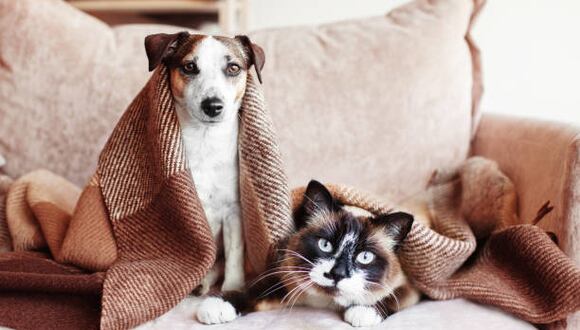 Estos son los mejores consejos que puedes seguir para proteger a tu mascota de los días fríos. (Foto: iStock)