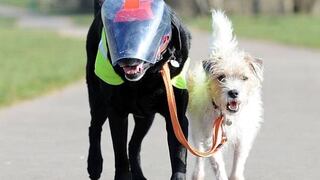 Un perro se convierte en guía de otro perro ciego sin entrenamiento