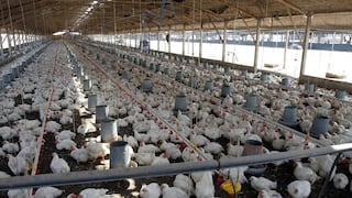 La Libertad: Reportan brote de gripe aviar en una granja de gallinas ponedoras