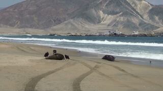 Playa de Nuevo Chimbote es cementerio de fauna marina [Fotos]