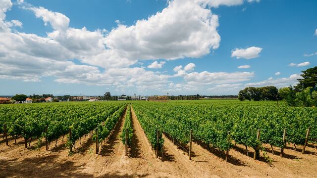 Enoturismo en Portugal: descubre Setúbal, una de las zonas vitivinícolas más privilegiadas