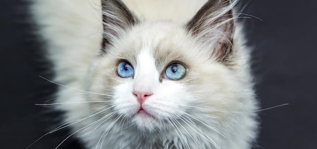 Veterinario advierte sobre bañar a un gato: por qué es mejor evitarlo y cuándo sí es necesario