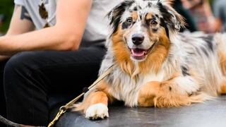 Día Mundial del Perro: cinco cuentas en Instagram que todo doglover debe seguir