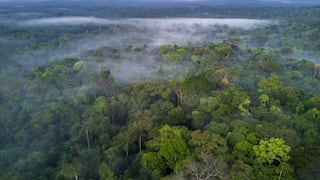 Parte de la selva amazónica está a punto de convertirse en fuente de emisión de CO2