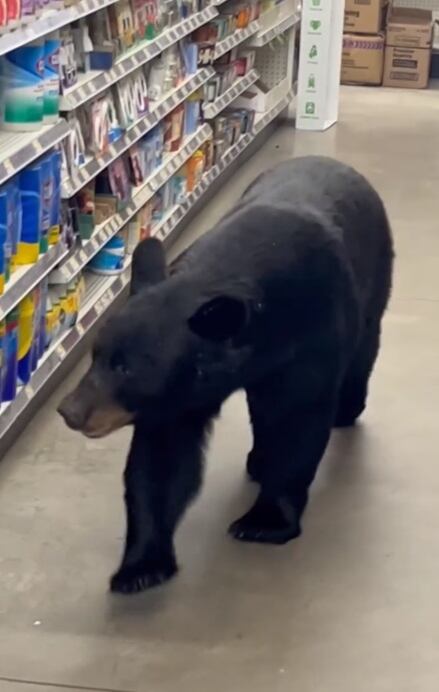 Los clientes grabaron cómo el oso recorría los pasillos sin inmutarse ante los gritos y las advertencias. (Foto: Sean F. Clarkin / Facebook)