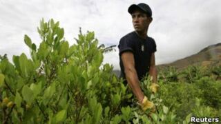 Bogotá quiere aliarse con la marihuana para evitar drogas peores