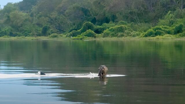 La primera nutria gigante en más de cien años aparece por sorpresa en el Chaco argentino