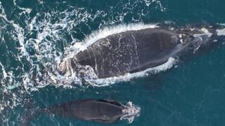La primera cría ballena del 2024 que murió frente a la costa de Georgia tras choque con un barco