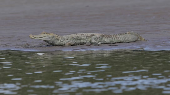 Cocha Cashu, viaje al corazón del Manu: cómo es la estación biológica más antigua del Perú