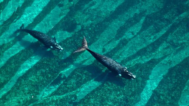 Recuperar las poblaciones de ballenas sería clave en la lucha contra el cambio climático 