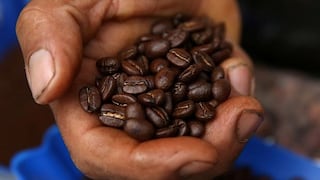 Día Nacional del Café: ¿Por qué su cultivo ya no sería rentable en el Perú?
