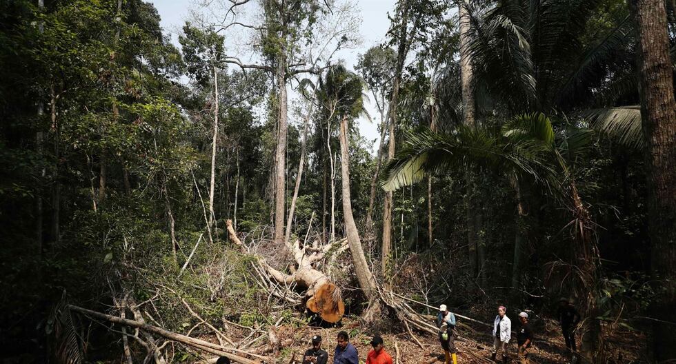 Los defensores ambientales están expuestos a constantes amenazas por defender sus territorios y los bosques amazónicos. (Foto: EFE)