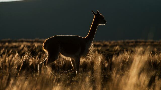 Expedición virtual a Pampa Galeras: el hogar de las vicuñas en Perú 