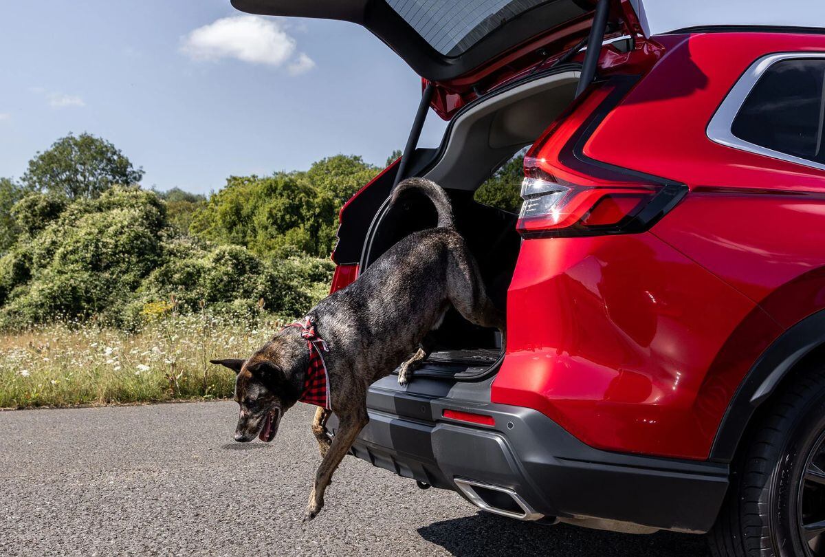 Antes de viajar, consulta sobre los lugares petfriendly a los que podrías ir con tu mascota. (Foto: Honda)