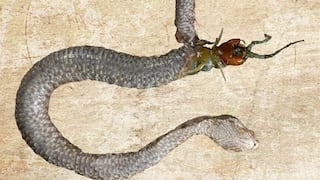 Una serpiente es devorada desde el interior por su presa