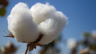 Ejecutivo propone implementar corredor productivo de industrialización del algodón