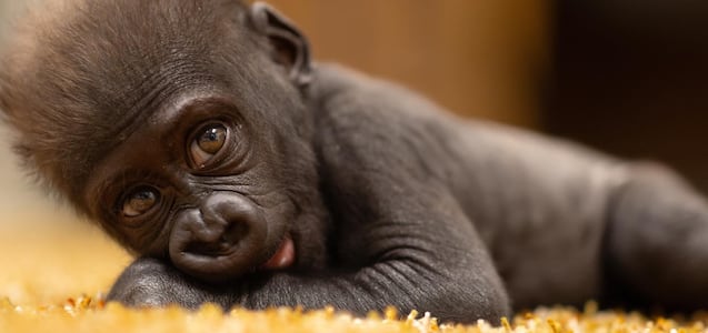 El nuevo hogar de Jameela, el bebé gorila que fue rechazado por su madre