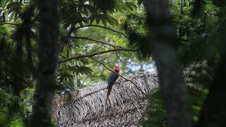 BID entrega US$19,5 millones al Gobierno para conservar bosques amazónicos