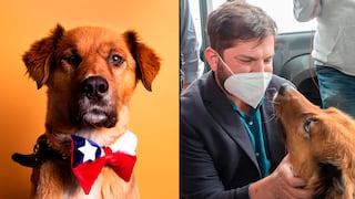 Brownie, el ‘primer perro de Chile’ que quiere generar conciencia sobre la tenencia responsable de mascotas