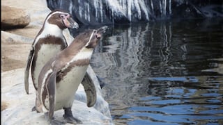 Pingüinos de Puerto Eten inician nuevo proceso de reproducción