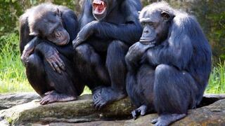 El secreto de por qué los chimpancés son más fuertes que los seres humanos [BBC]