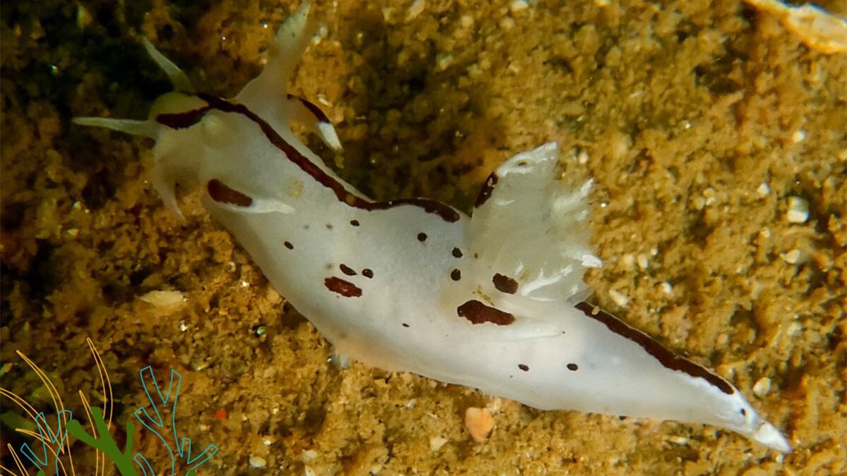 Trapania huarmeyana | Foto: Instituto del Mar del Perú