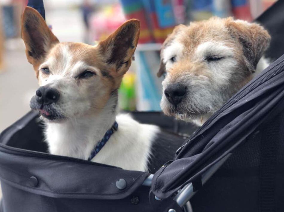 (Foto: Facebook @thegreymuzzlecaninehospice)