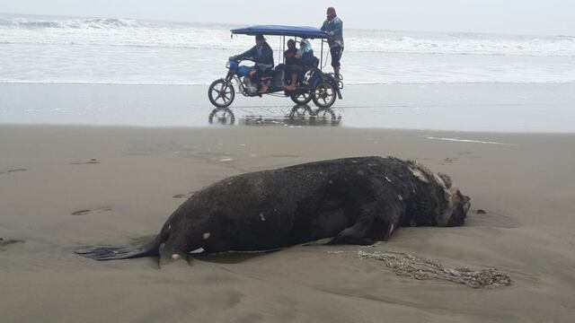 Seis lobos marinos vararon en playa de Puerto Eten [FOTOS]