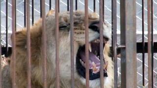 Nueve leones fueron rescatados de tres circos [Video]