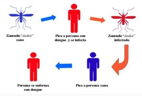 Este es el ciclo de transmisión del dengue. (Archivos)