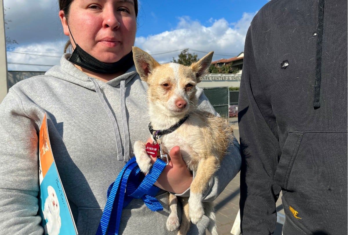 La Ley FOUND tiene como objetivo optimizar el rescate y la reunificación de mascotas en California durante situaciones de desastres naturales. | Crédito: Paula RAMON / AFP