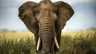 Las sorprendentes y desconocidas funciones de la trompa de los elefante