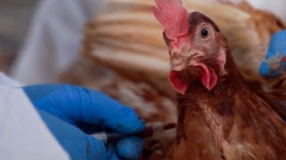 OMS confirma la primera muerte por gripe aviar H5N2 en México, primer caso en todo el mundo