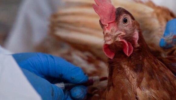 Un trabajador toma muestras de un pollo en una granja en Cotopaxi, Ecuador, el 26 de noviembre de 2022. (Foto referencial, AFP).