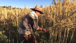 Quinua: El"superalimento" que está cambiando la vida de los agricultores