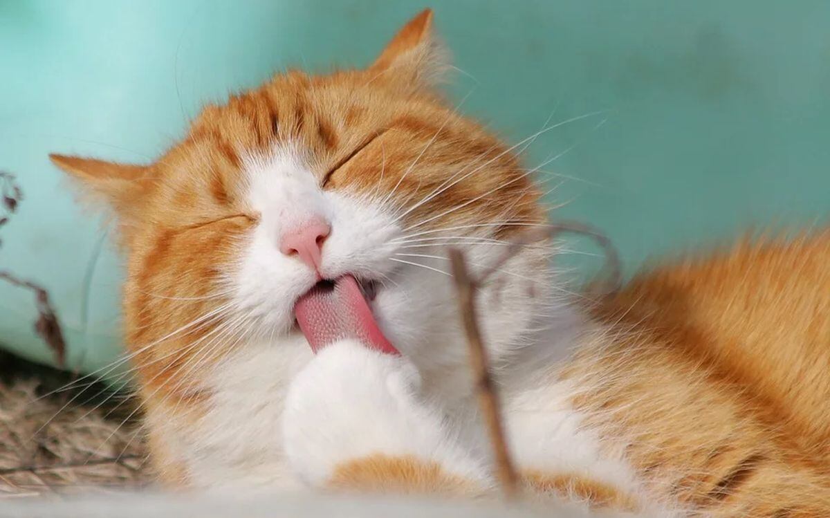 Los gatos se limpian constantemente el cuerpo, pero igual se recomienda a sus dueños que los bañen (Foto: Pixabay)